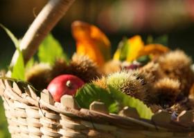 A basket full of freshly harvested produce