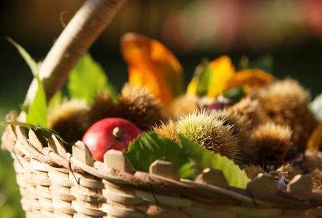 A basket full of freshly harvested produce