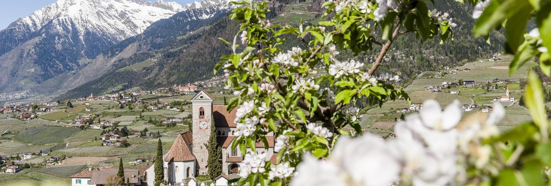 Apple blossoms in Schenna