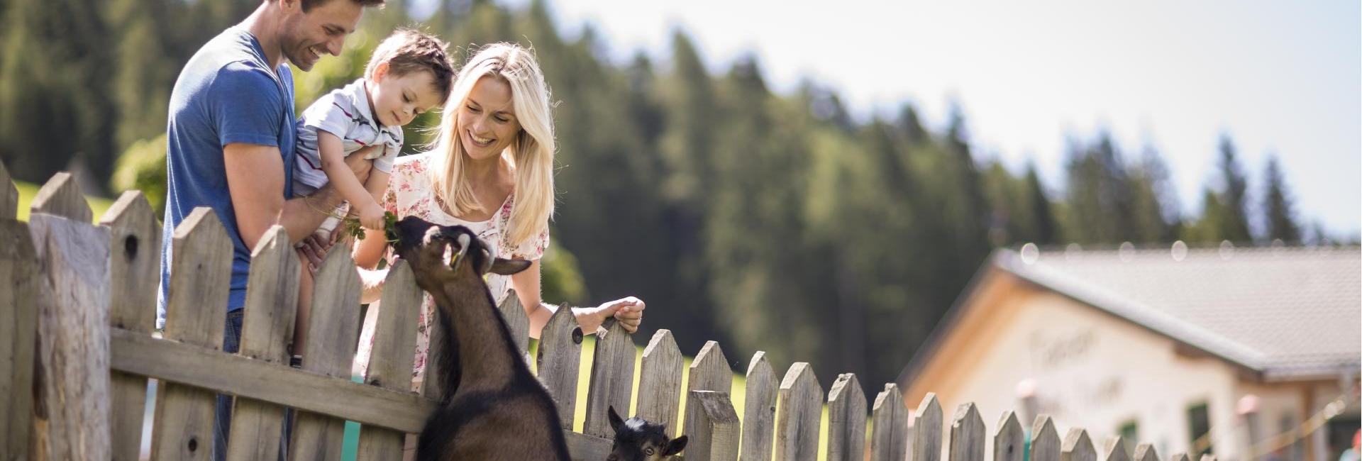 Meeting goats